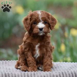 Jared, Cavapoo Puppy